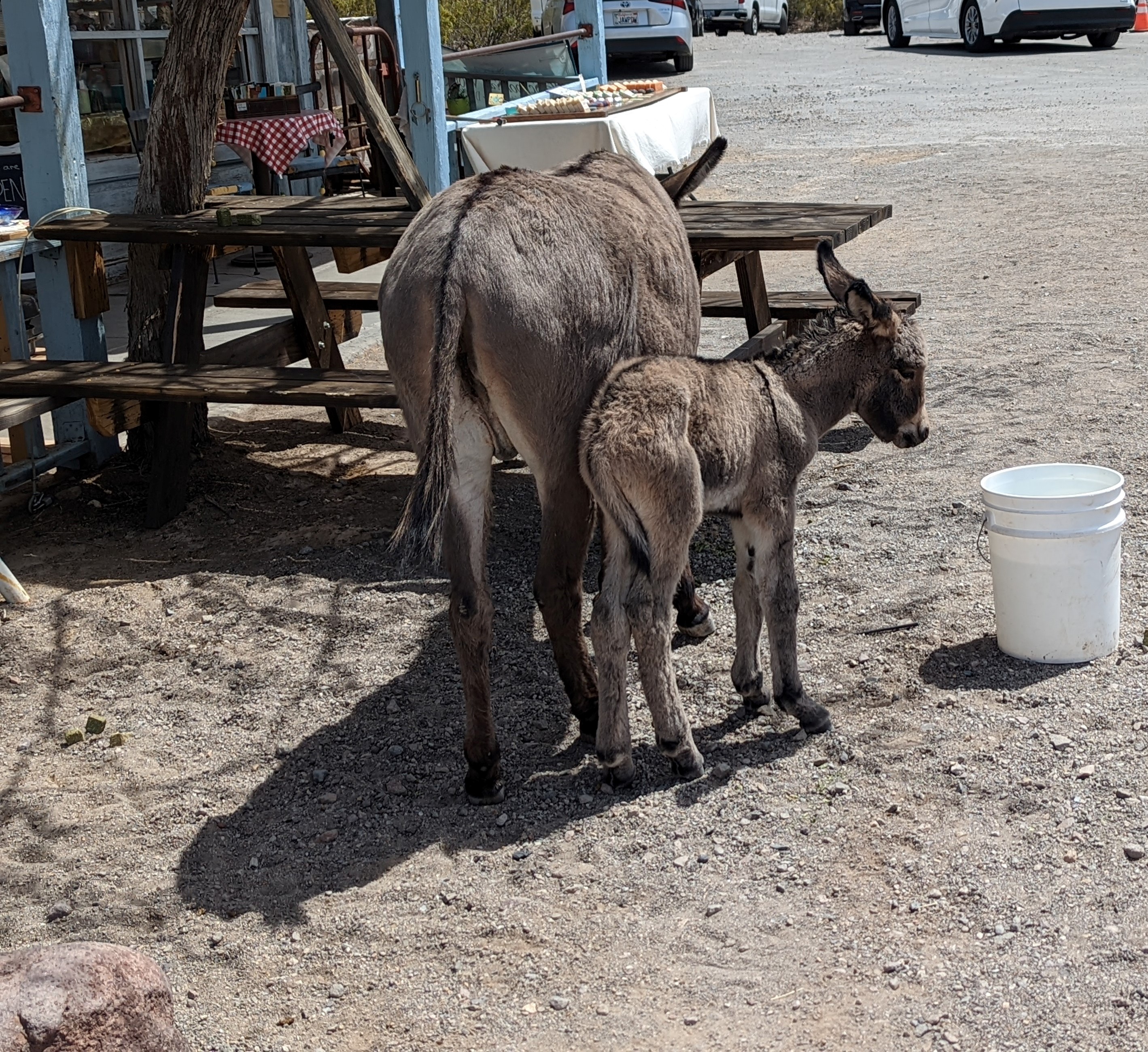 The burros I saw